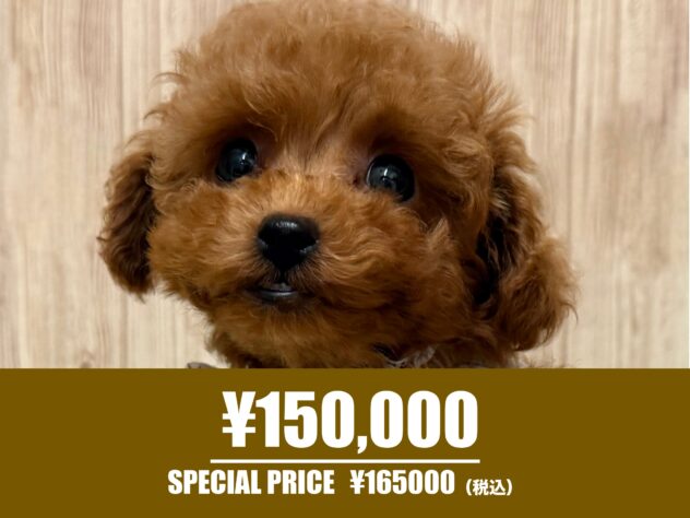 広島県のトイプードル(トイ) (アミーゴ東深津店/2025年10月5日生まれ/女の子/レッド)の子犬の1枚目の画像