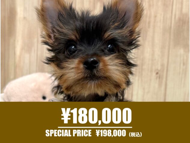 広島県のヨークシャーテリア (アミーゴ東深津店/2025年11月29日生まれ/男の子/スチールブルータン)の子犬の1枚目の画像