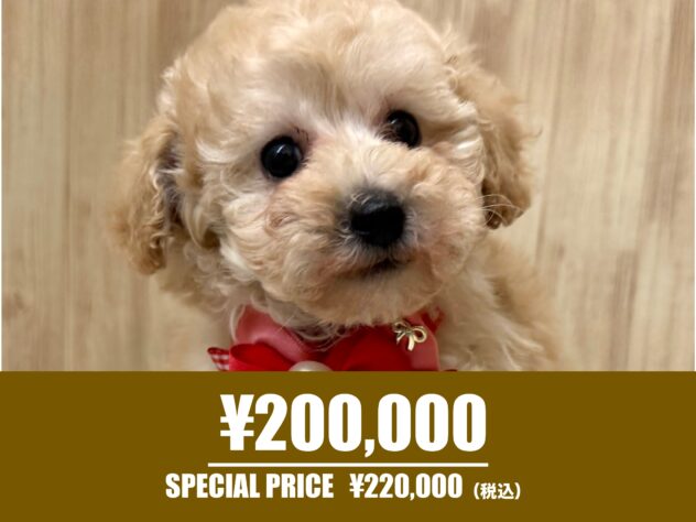 広島県のハーフ犬・ミックス犬 (アミーゴ東深津店/2025年12月7日生まれ/女の子/クリーム)の子犬の1枚目の画像
