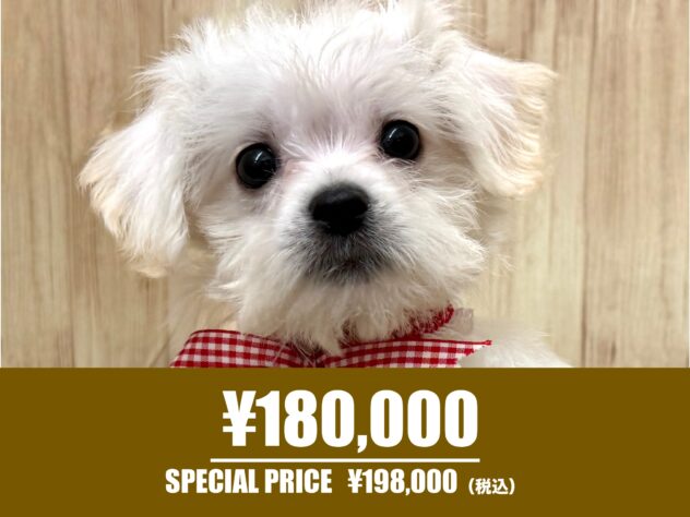 広島県のハーフ犬・ミックス犬 (アミーゴ東深津店/2025年12月3日生まれ/女の子/ホワイト)の子犬の1枚目の画像