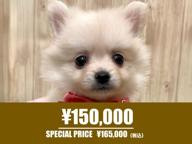 広島県のポメラニアン (アミーゴ東深津店/2025年8月4日生まれ/女の子/クリーム)の子犬の1枚目の画像