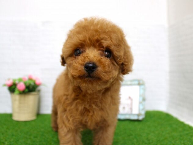 兵庫県のトイプードル(トイ) (ペット・プラザ アミーゴ尼崎昭和通店/2025年12月27日生まれ/女の子/レッドフォーン)の子犬の2枚目の画像