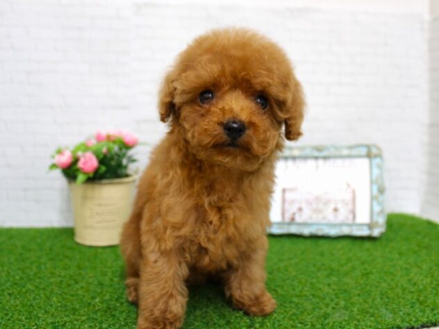 兵庫県のトイプードル(トイ) (ペット・プラザ アミーゴ尼崎昭和通店/2025年12月27日生まれ/女の子/レッドフォーン)の子犬の1枚目の画像