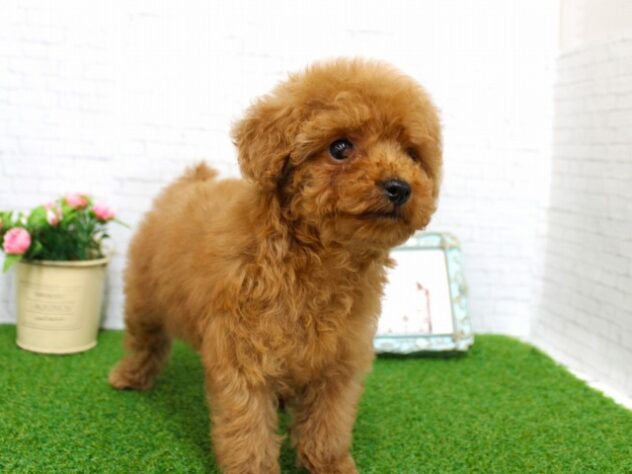 兵庫県のトイプードル(トイ) (ペット・プラザ アミーゴ尼崎昭和通店/2025年12月27日生まれ/女の子/レッドフォーン)の子犬の3枚目の画像