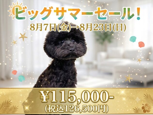 岡山県のトイプードル(トイ) (アミーゴ津山店/2025年12月4日生まれ/男の子/ブラック)の子犬