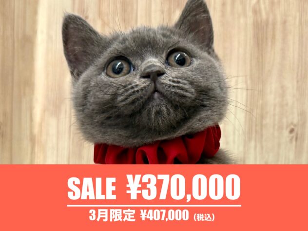 広島県のブリティッシュショートヘアー (アミーゴ東深津店/2025年11月14日生まれ/女の子/ブルー)の子猫