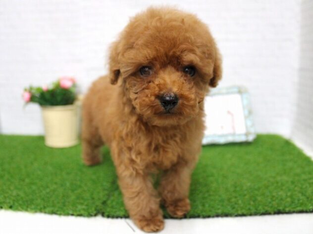 兵庫県のトイプードル(トイ) (ペット・プラザ アミーゴ尼崎昭和通店/2025年12月27日生まれ/女の子/レッドフォーン)の子犬の4枚目の画像