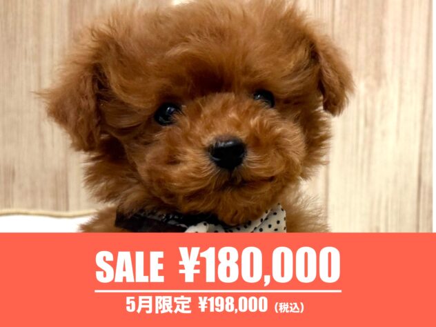 広島県のトイプードル(トイ) (アミーゴ東深津店/2025年12月18日生まれ/男の子/レッドフォーン)の子犬の1枚目の画像