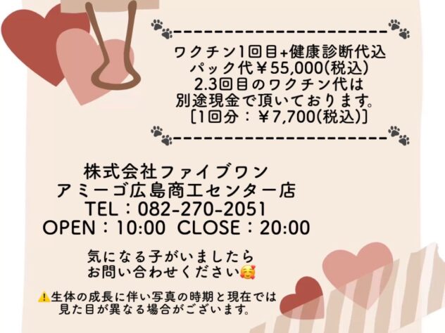 広島県のフレンチブルドッグ (アミーゴ広島商工センター店/2025年12月7日生まれ/女の子/クリーム)の子犬の3枚目の画像