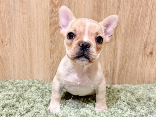 広島県のフレンチブルドッグ (アミーゴ広島商工センター店/2025年12月7日生まれ/女の子/クリーム)の子犬の2枚目の画像