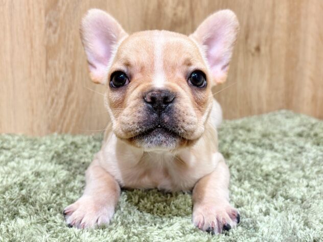 広島県のフレンチブルドッグ (アミーゴ広島商工センター店/2025年12月7日生まれ/女の子/クリーム)の子犬の1枚目の画像