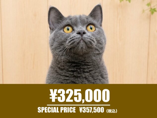 広島県のブリティッシュショートヘアー (アミーゴ東深津店/2025年11月14日生まれ/女の子/ブルー)の子猫の1枚目の画像
