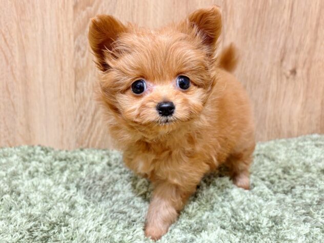 広島県のハーフ犬・ミックス犬 (アミーゴ広島商工センター店/2025年12月6日生まれ/女の子/レッド)の子犬の1枚目の画像