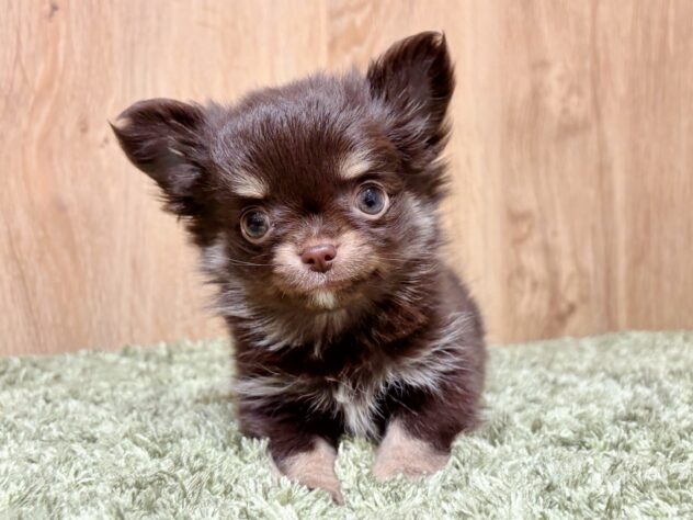 広島県のチワワ(ロング) (アミーゴ広島商工センター店/2025年12月6日生まれ/女の子/チョコレートタンホワイト)の子犬の2枚目の画像