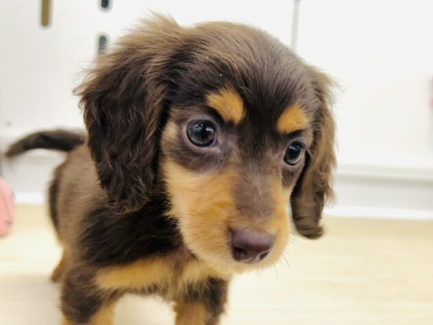 岡山県のミニチュアダックスフンド(ロング) (アミーゴ水島店/2025年12月5日生まれ/女の子/チョコレートタン)の子犬の3枚目の画像