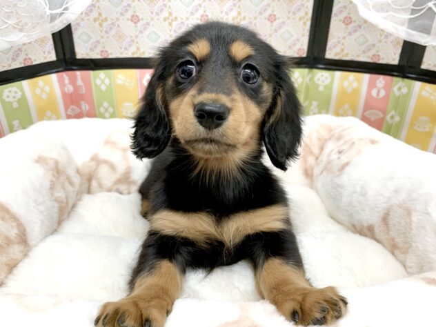 広島県のミニチュアダックスフンド(ロング) (アミーゴ宇品店/2025年12月10日生まれ/女の子/ブラックタン)の子犬の1枚目の画像