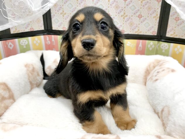 広島県のミニチュアダックスフンド(ロング) (アミーゴ宇品店/2025年12月10日生まれ/女の子/ブラックタン)の子犬の3枚目の画像