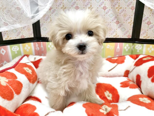 広島県のハーフ犬・ミックス犬 (アミーゴ宇品店/2025年12月7日生まれ/女の子/クリームホワイト)の子犬の2枚目の画像