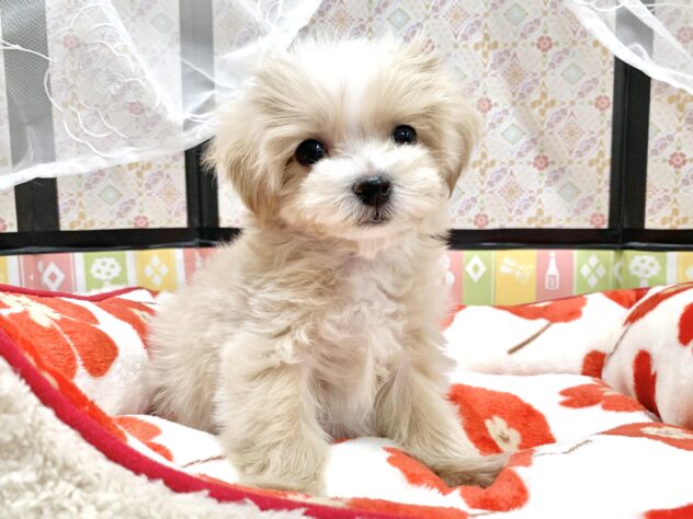 広島県のハーフ犬・ミックス犬 (アミーゴ宇品店/2025年12月7日生まれ/女の子/クリームホワイト)の子犬の1枚目の画像