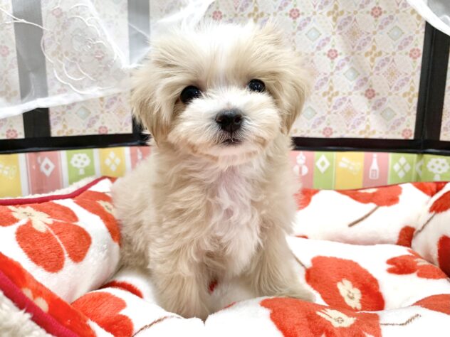 広島県のハーフ犬・ミックス犬 (アミーゴ宇品店/2025年12月7日生まれ/女の子/クリームホワイト)の子犬の3枚目の画像