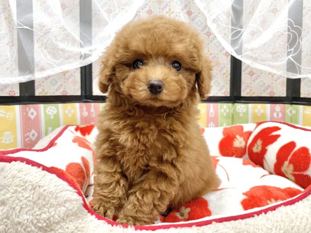 広島県のトイプードル(トイ) (アミーゴ宇品店/2025年11月29日生まれ/女の子/レッド)の子犬の2枚目の画像