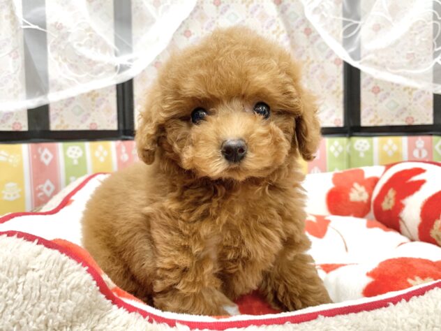 広島県のトイプードル(トイ) (アミーゴ宇品店/2025年11月29日生まれ/女の子/レッド)の子犬の1枚目の画像