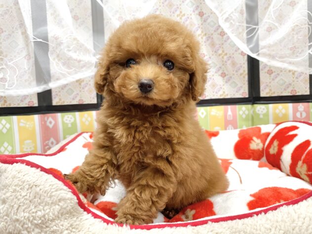 広島県のトイプードル(トイ) (アミーゴ宇品店/2025年11月29日生まれ/女の子/レッド)の子犬の3枚目の画像