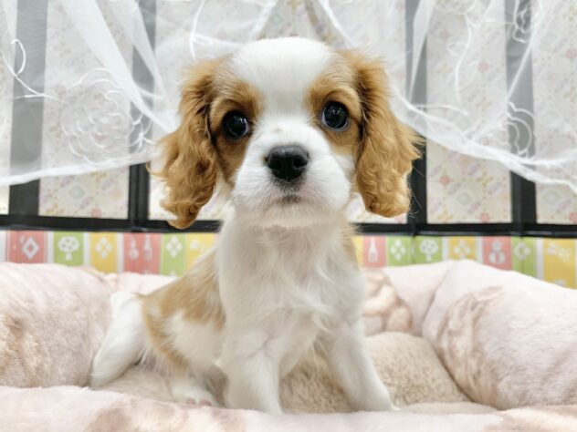 広島県のキャバリアキングチャールズスパニエル (アミーゴ宇品店/2025年12月13日生まれ/女の子/ブレンハイム)の子犬の3枚目の画像