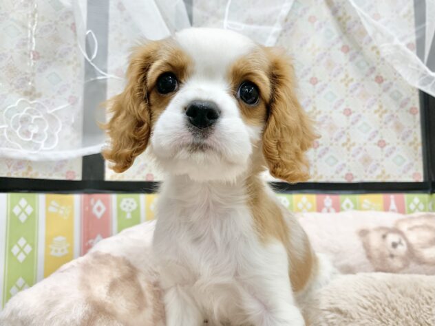 広島県のキャバリアキングチャールズスパニエル (アミーゴ宇品店/2025年12月13日生まれ/女の子/ブレンハイム)の子犬の2枚目の画像