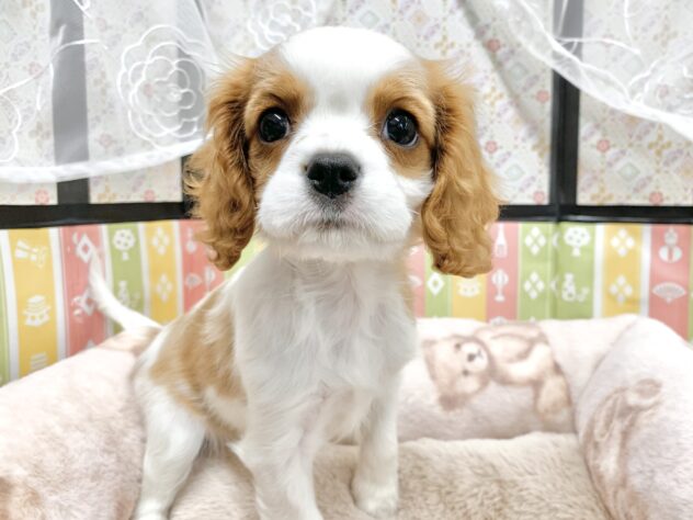 広島県のキャバリアキングチャールズスパニエル (アミーゴ宇品店/2025年12月13日生まれ/女の子/ブレンハイム)の子犬の1枚目の画像