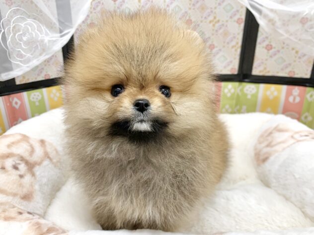広島県のポメラニアン (アミーゴ宇品店/2025年12月13日生まれ/女の子/オレンジセーブル)の子犬の1枚目の画像