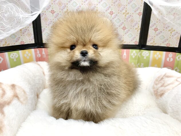 広島県のポメラニアン (アミーゴ宇品店/2025年12月13日生まれ/女の子/オレンジセーブル)の子犬の3枚目の画像