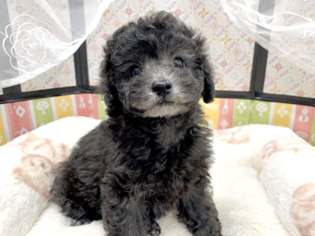 広島県のトイプードル(トイ) (アミーゴ宇品店/2025年12月18日生まれ/女の子/シルバー)の子犬の3枚目の画像