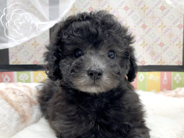 広島県のトイプードル(トイ) (アミーゴ宇品店/2025年12月18日生まれ/女の子/シルバー)の子犬の1枚目の画像