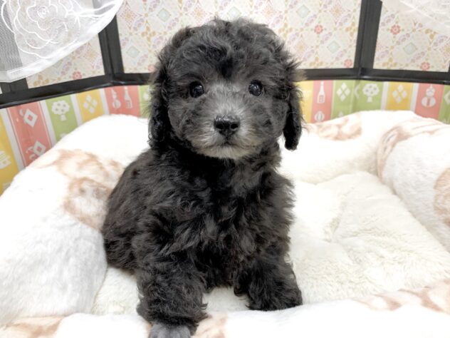 広島県のトイプードル(トイ) (アミーゴ宇品店/2025年12月18日生まれ/女の子/シルバー)の子犬の2枚目の画像