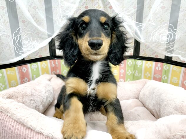 広島県のカニンヘンダックスフンド(ロング) (アミーゴ宇品店/2025年11月15日生まれ/女の子/ブラックタン)の子犬の3枚目の画像