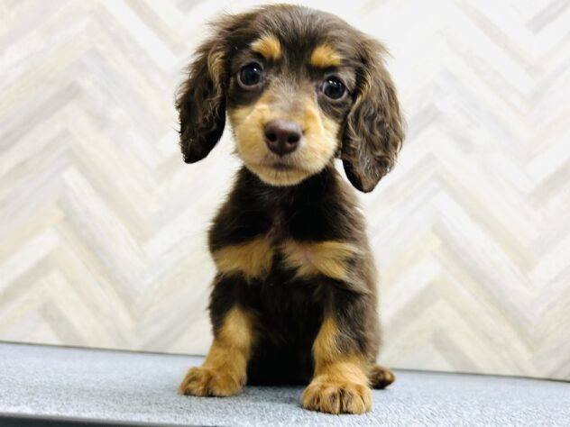 岡山県のミニチュアダックスフンド(ロング) (アミーゴ水島店/2025年12月5日生まれ/女の子/チョコレートタン)の子犬の1枚目の画像