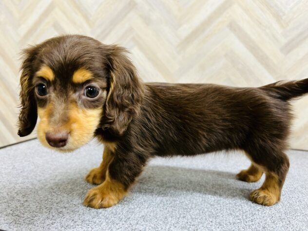 岡山県のミニチュアダックスフンド(ロング) (アミーゴ水島店/2025年12月5日生まれ/女の子/チョコレートタン)の子犬の2枚目の画像