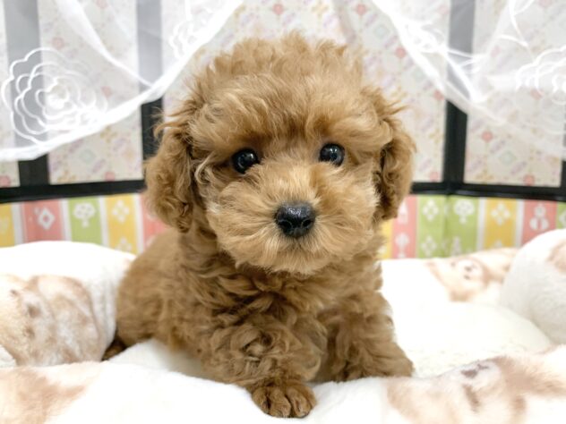 広島県のトイプードル(トイ) (アミーゴ宇品店/2025年12月23日生まれ/女の子/オレンジフォーン)の子犬の2枚目の画像