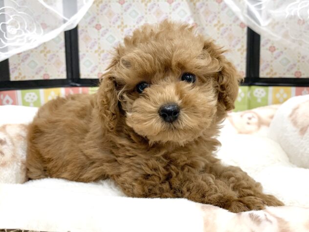 広島県のトイプードル(トイ) (アミーゴ宇品店/2025年12月23日生まれ/女の子/オレンジフォーン)の子犬の3枚目の画像