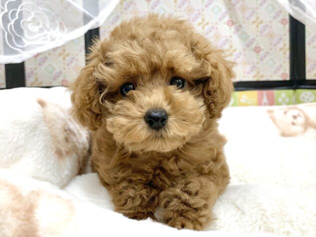 広島県のトイプードル(トイ) (アミーゴ宇品店/2025年12月23日生まれ/女の子/オレンジフォーン)の子犬の1枚目の画像