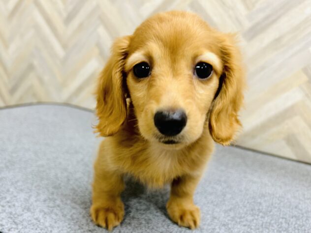 岡山県のミニチュアダックスフンド(ロング) (アミーゴ水島店/2025年12月9日生まれ/男の子/レッド)の子犬の1枚目の画像