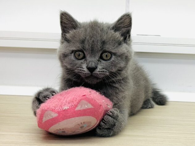 2025年12月11日生まれのブリティッシュショートヘアー