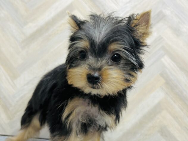 岡山県のヨークシャーテリア (アミーゴ水島店/2025年12月6日生まれ/男の子/スチールブルータン)の子犬の2枚目の画像