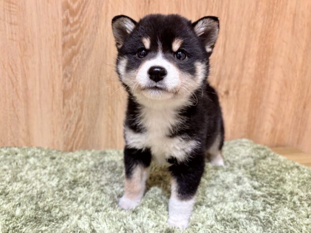 広島県の豆柴 (アミーゴ広島商工センター店/2025年12月1日生まれ/男の子/黒)の子犬の1枚目の画像