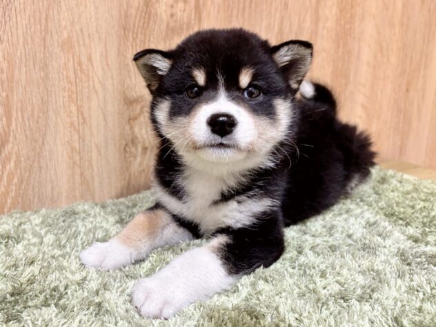 広島県の豆柴 (アミーゴ広島商工センター店/2025年12月1日生まれ/男の子/黒)の子犬の2枚目の画像