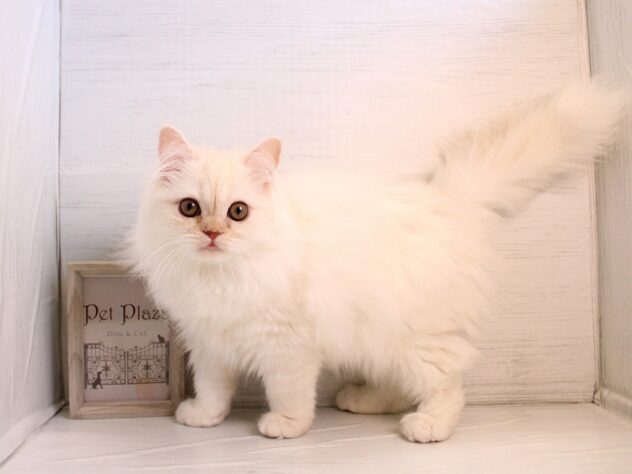 兵庫県のスコティッシュストレート (ペット・プラザ アミーゴ神戸灘店/2025年11月9日生まれ/男の子/クリームタビーホワイト)の子猫の1枚目の画像