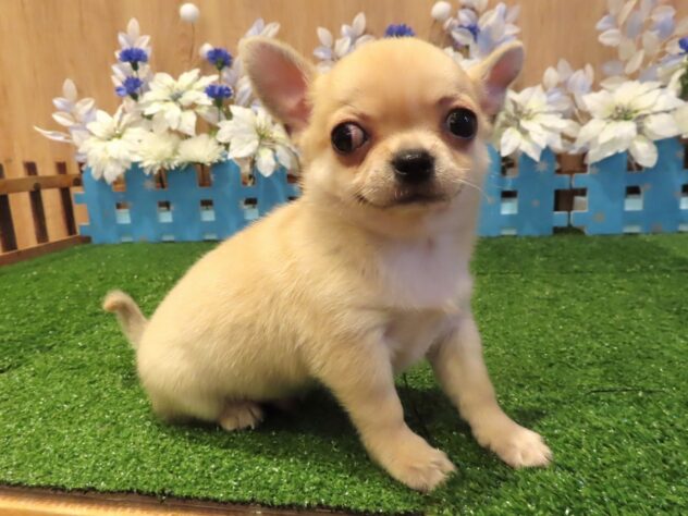 兵庫県のチワワ(ロング) (アミーゴ伊丹店/2025年12月7日生まれ/男の子/フォーン)の子犬の1枚目の画像