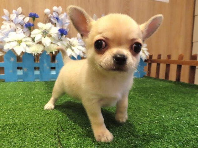 兵庫県のチワワ(ロング) (アミーゴ伊丹店/2025年12月7日生まれ/男の子/フォーン)の子犬の2枚目の画像