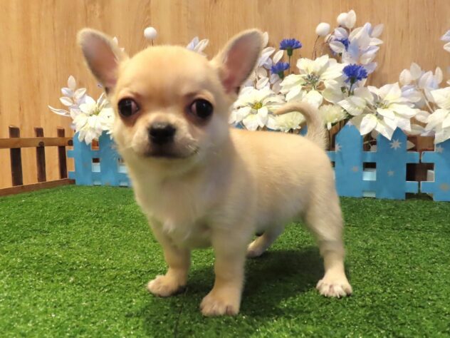 兵庫県のチワワ(ロング) (アミーゴ伊丹店/2025年12月7日生まれ/男の子/フォーン)の子犬の3枚目の画像